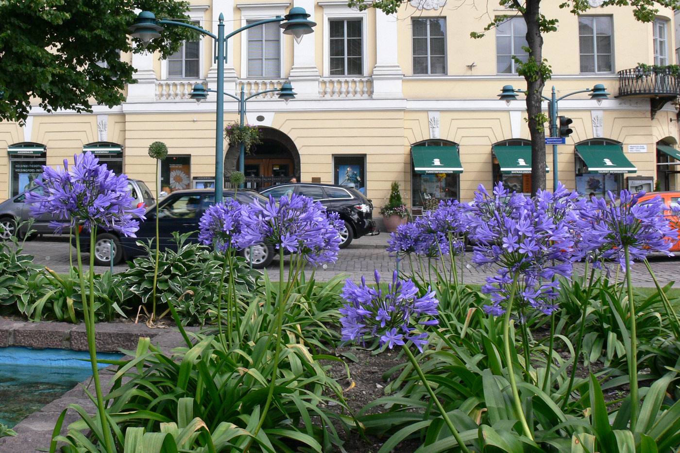Image of Agapanthus africanus specimen.