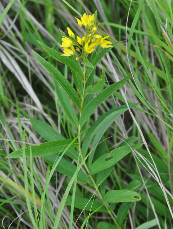 Изображение особи Lysimachia davurica.