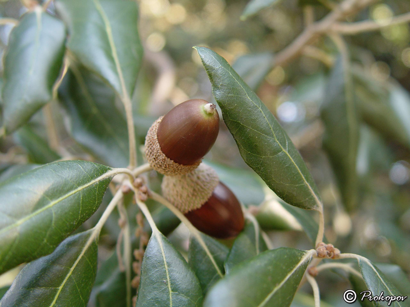 Image of Quercus ilex specimen.