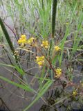 Rorippa palustris