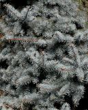 Picea pungens form glauca. Побеги. Германия, г. Кемпен, в частном саду. 19.10.2012.