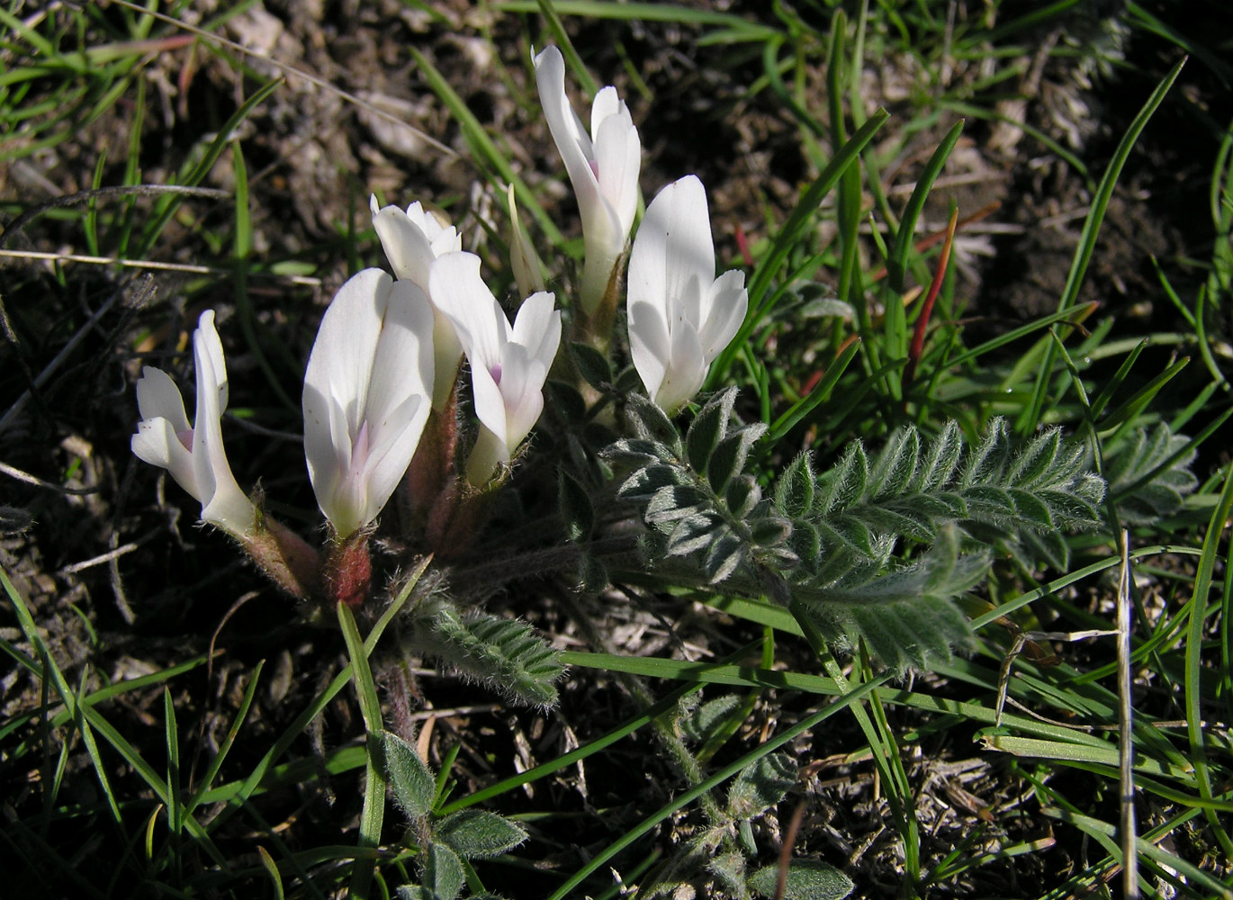 Изображение особи Astragalus testiculatus.