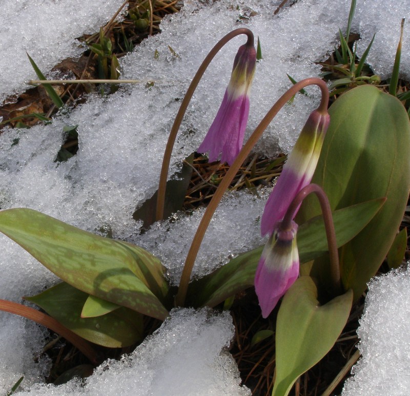 Изображение особи Erythronium sibiricum.