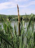 Typha &times; glauca