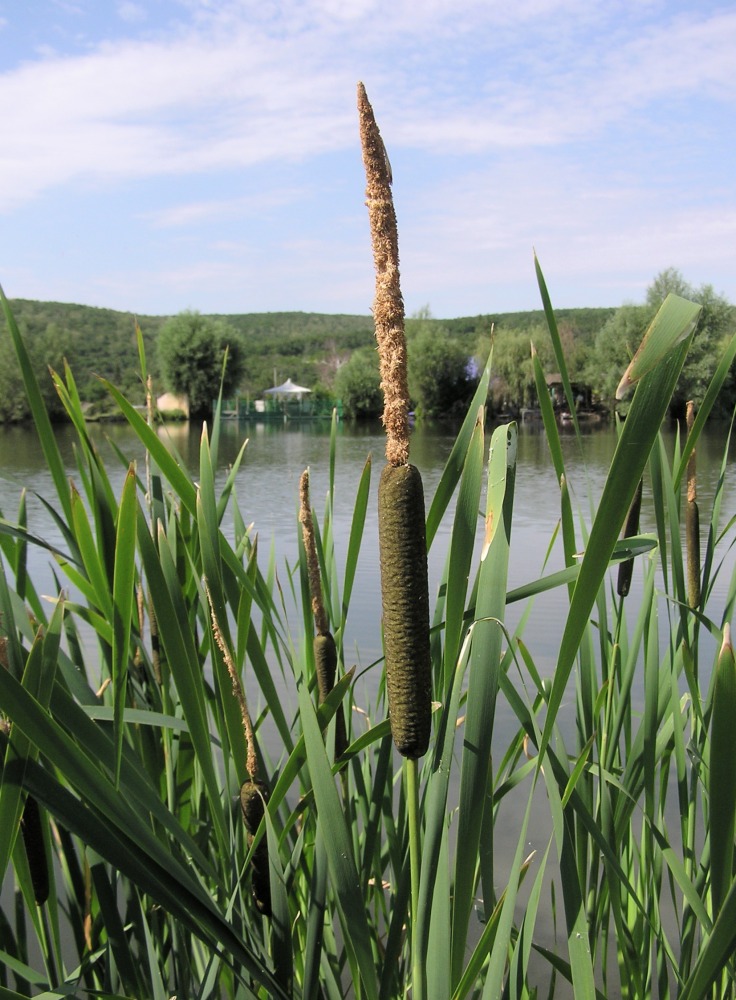 Image of Typha &times; glauca specimen.