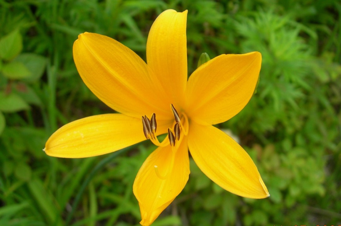 Image of Hemerocallis esculenta specimen.