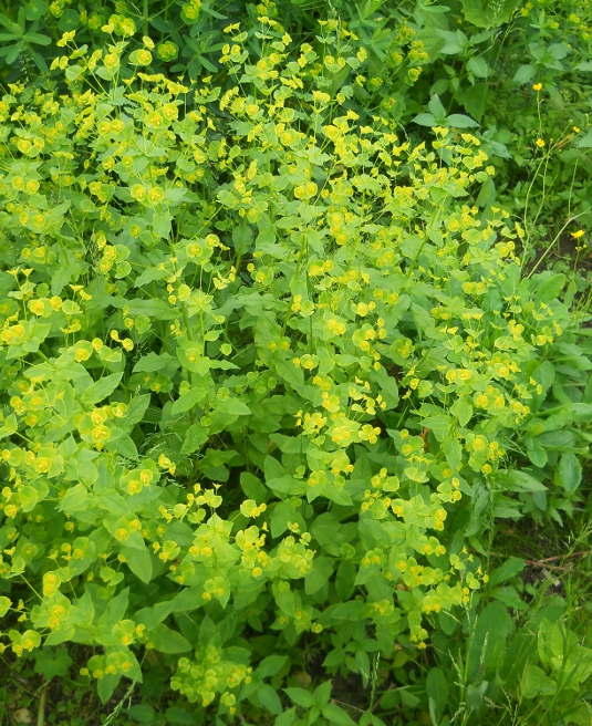 Изображение особи Euphorbia squamosa.