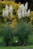 Cortaderia selloana. Отцветшие растения. Германия, г. Krefeld, ботанический сад. 21.10.2012.