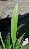 Nerium oleander. Лист (вид с обратной стороны). Абхазия, Гагрский р-н, 13.06.2012.