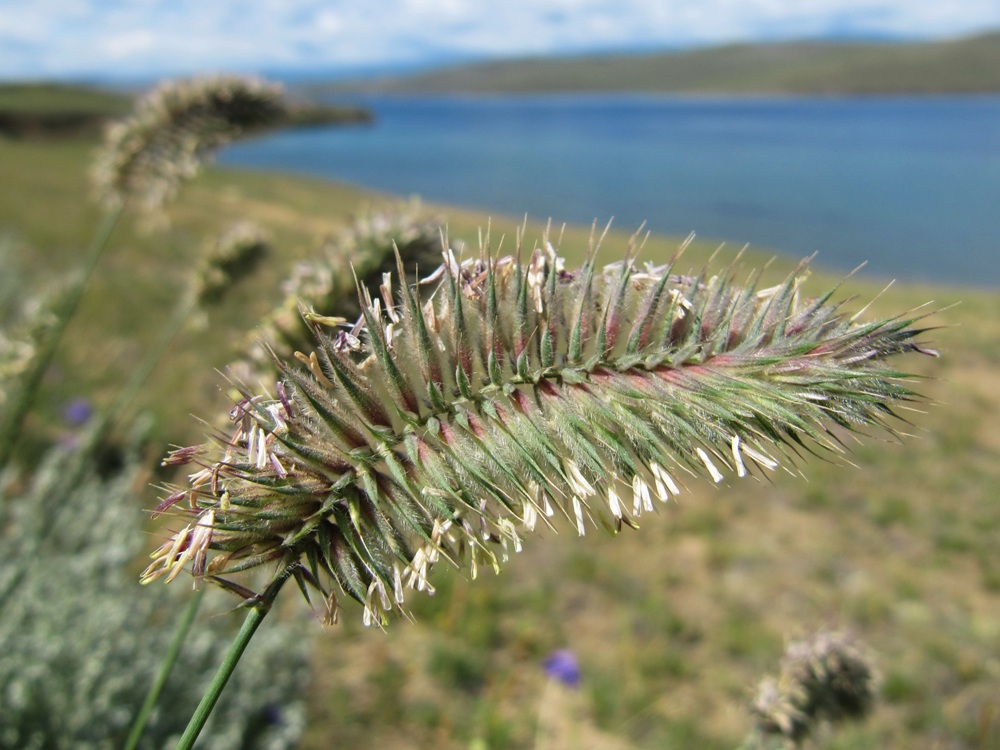 Изображение особи Agropyron distichum.