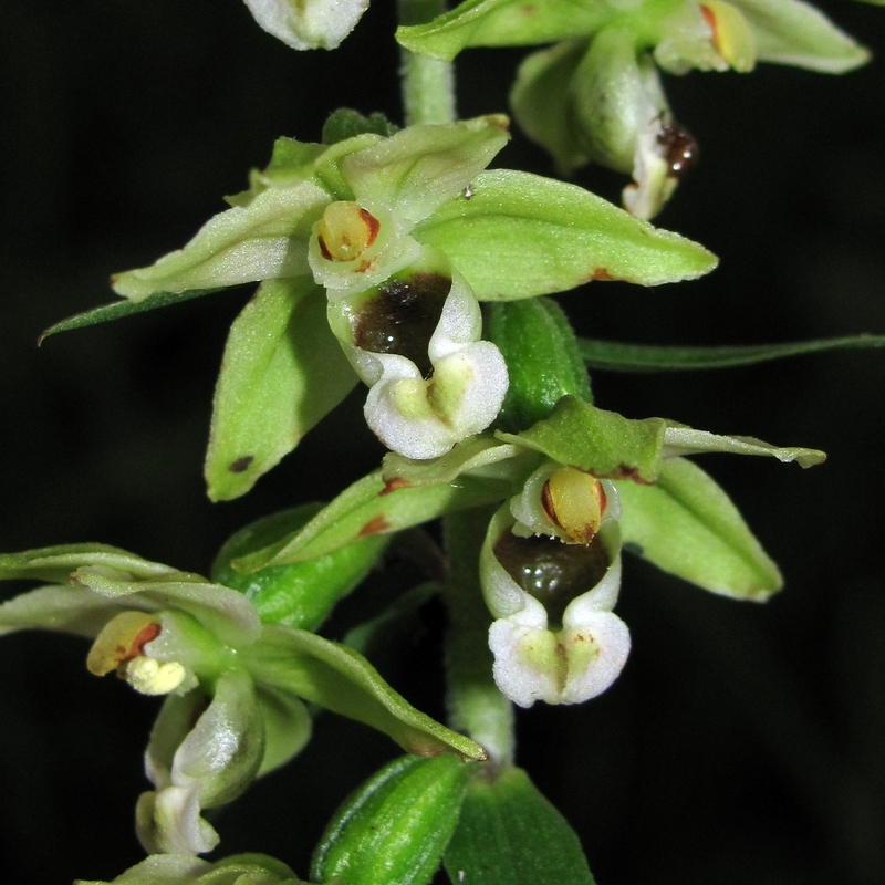 Изображение особи Epipactis helleborine.
