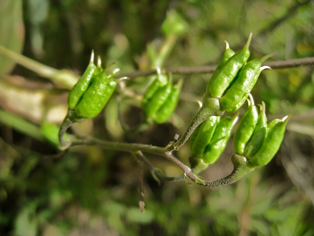 Изображение особи Aconitum woroschilovii.