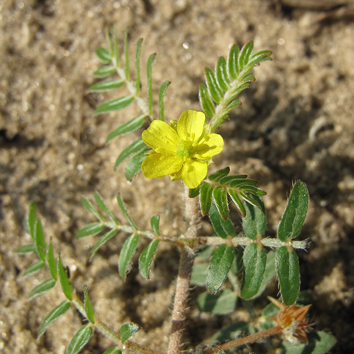 Изображение особи Tribulus terrestris.