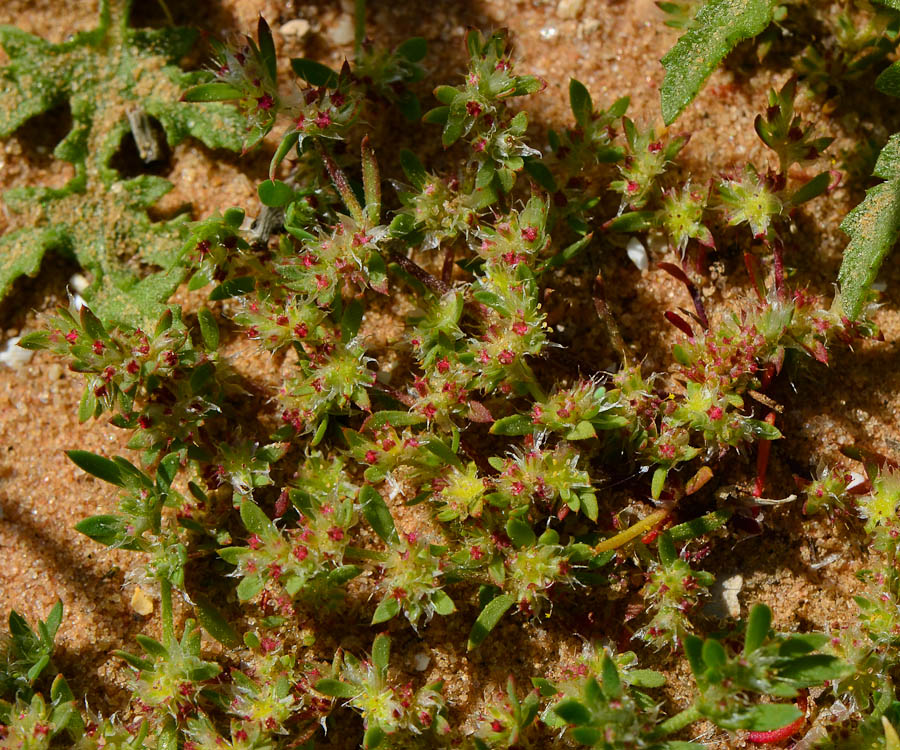 Изображение особи Paronychia arabica.
