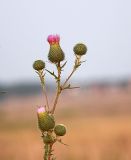 Cirsium vulgare