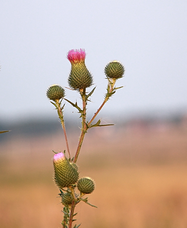 Изображение особи Cirsium vulgare.