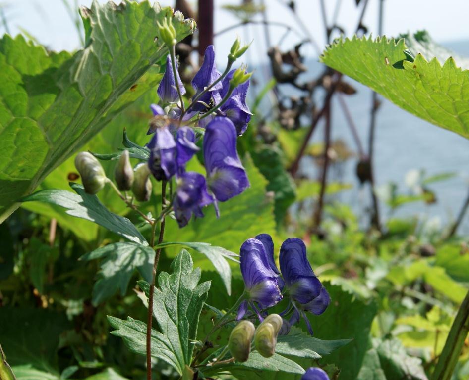 Изображение особи род Aconitum.