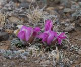 Oxytropis eriocarpa