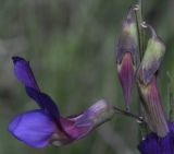 Lathyrus digitatus