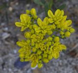 Haplophyllum