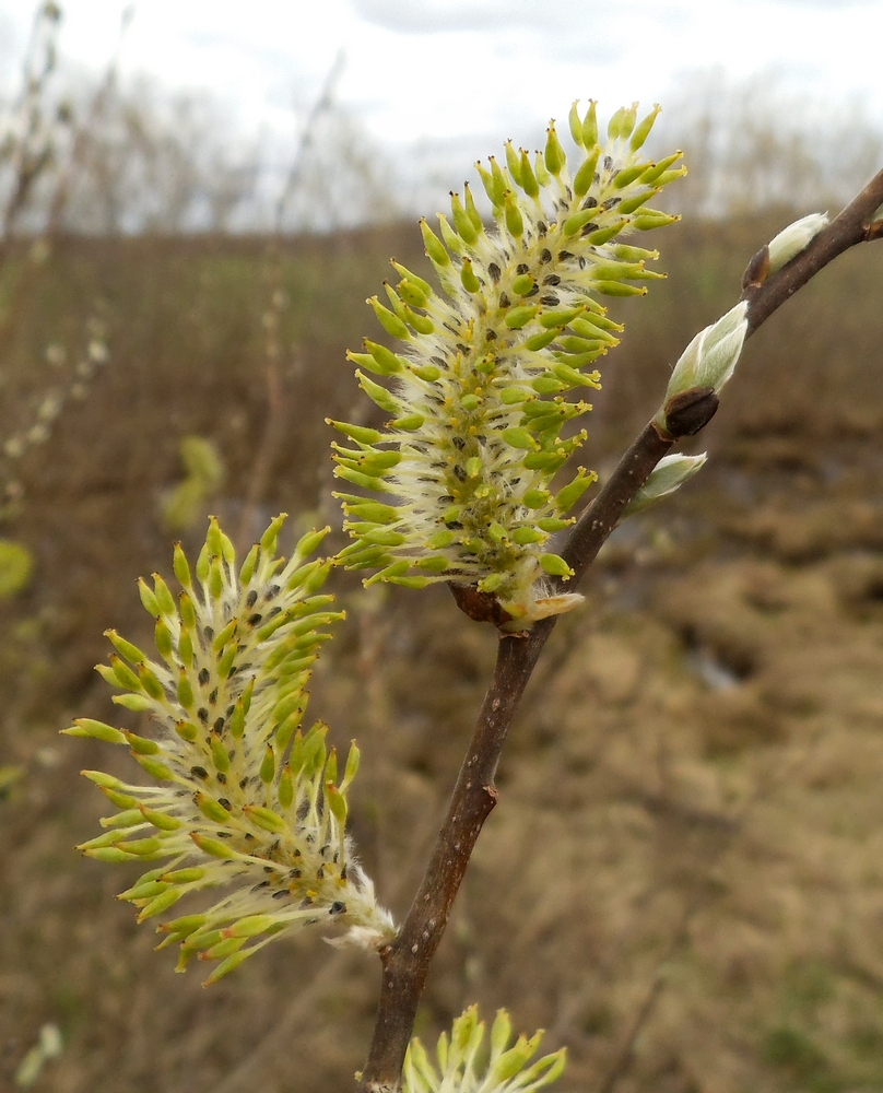 Изображение особи Salix &times; puberula.