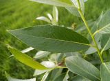 Salix &times; meyeriana