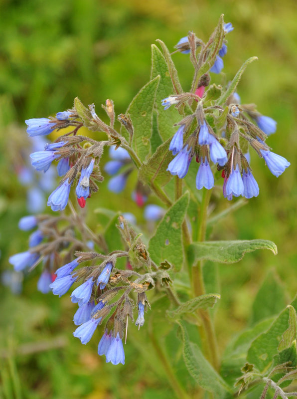 Image of Symphytum caucasicum specimen.