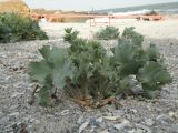 Eryngium maritimum. Растение на песчаном пляже. Украина, Одесса, мыс Малый Фонтан. 07.06.2013.