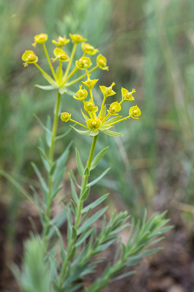 Изображение особи Euphorbia seguieriana.