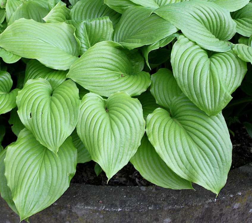 Изображение особи Hosta plantaginea var. japonica.