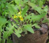 Sisymbrium loeselii. Цветущее растение. Татарстан, г. Бавлы. 20.06.2012.