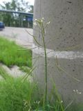 Arabis pendula