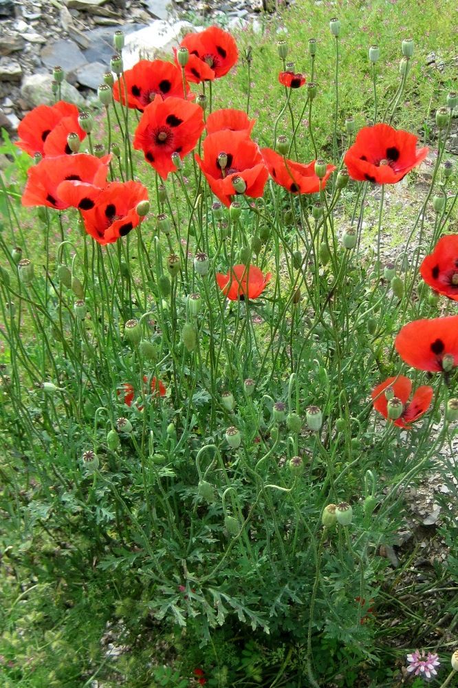 Image of Papaver commutatum specimen.