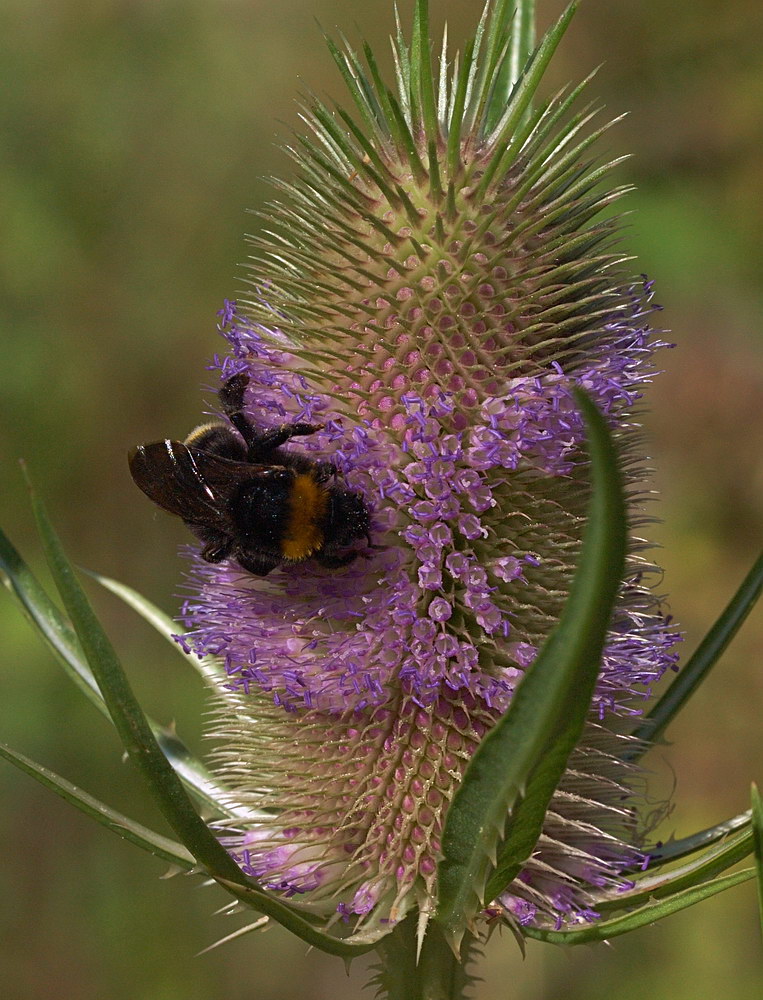 Изображение особи Dipsacus fullonum.
