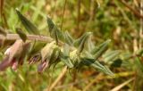 Odontites vulgaris. Часть побега с цветками. Украина, г. Запорожье, балка возле пос. Солнечный. 17.08.2013.