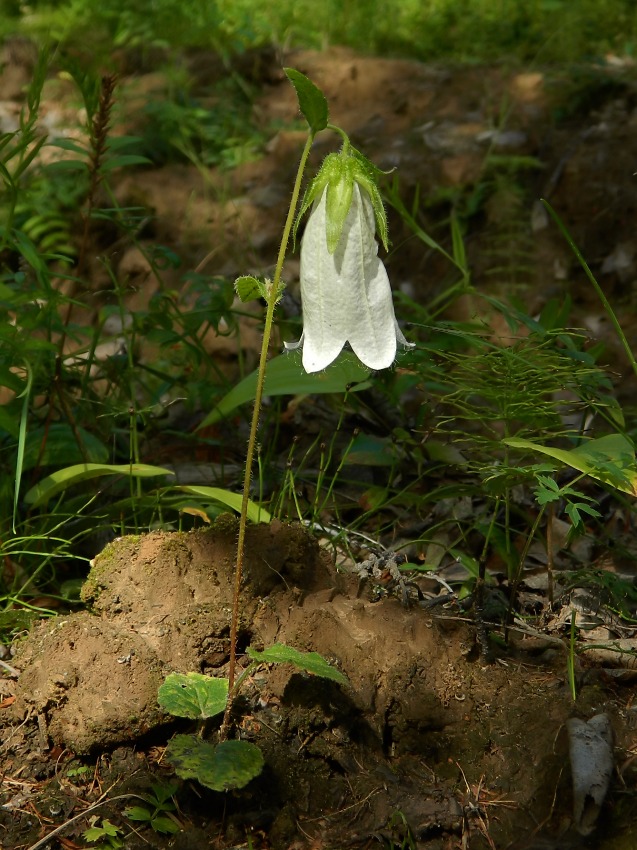 Изображение особи Campanula punctata.