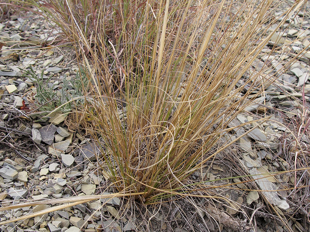 Изображение особи Stipa capillata.