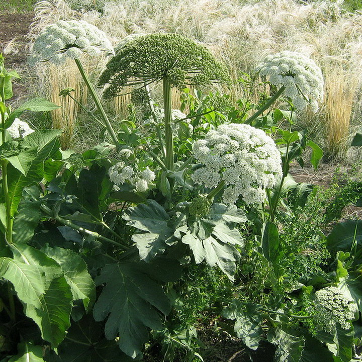 Изображение особи Heracleum stevenii.