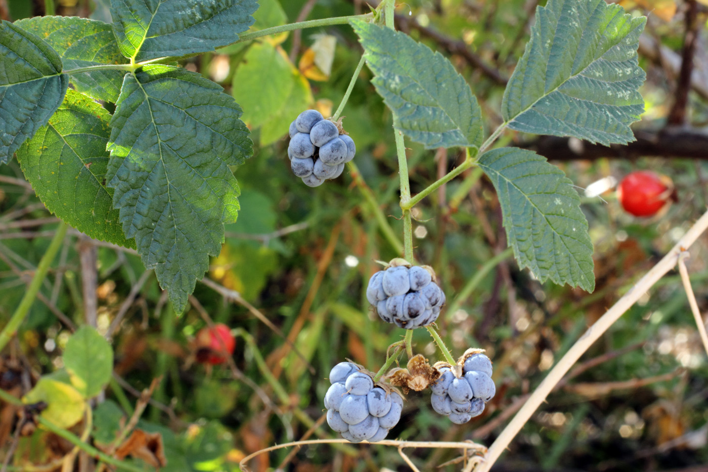 Изображение особи Rubus caesius.