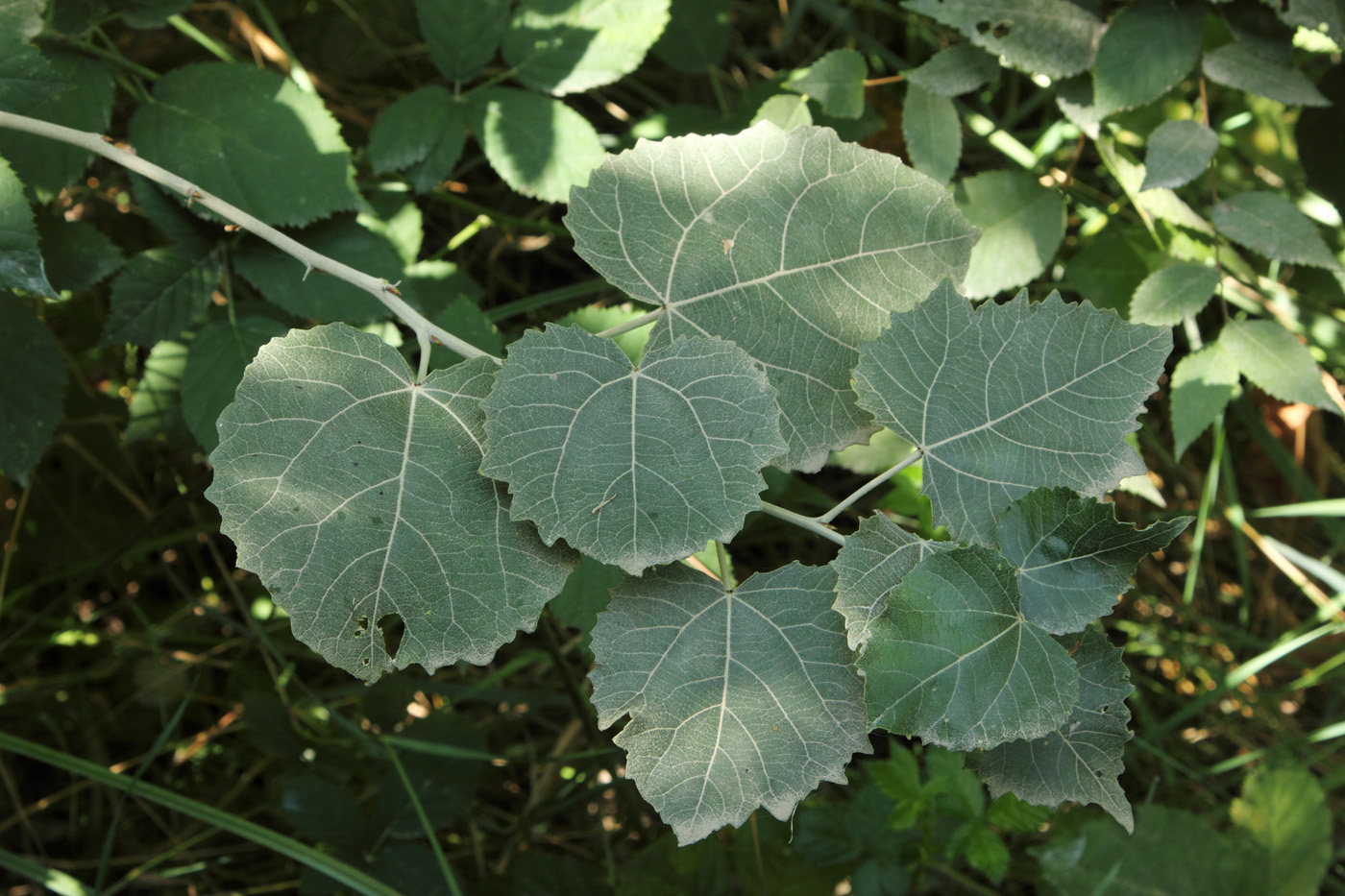 Image of Populus tomentosa specimen.