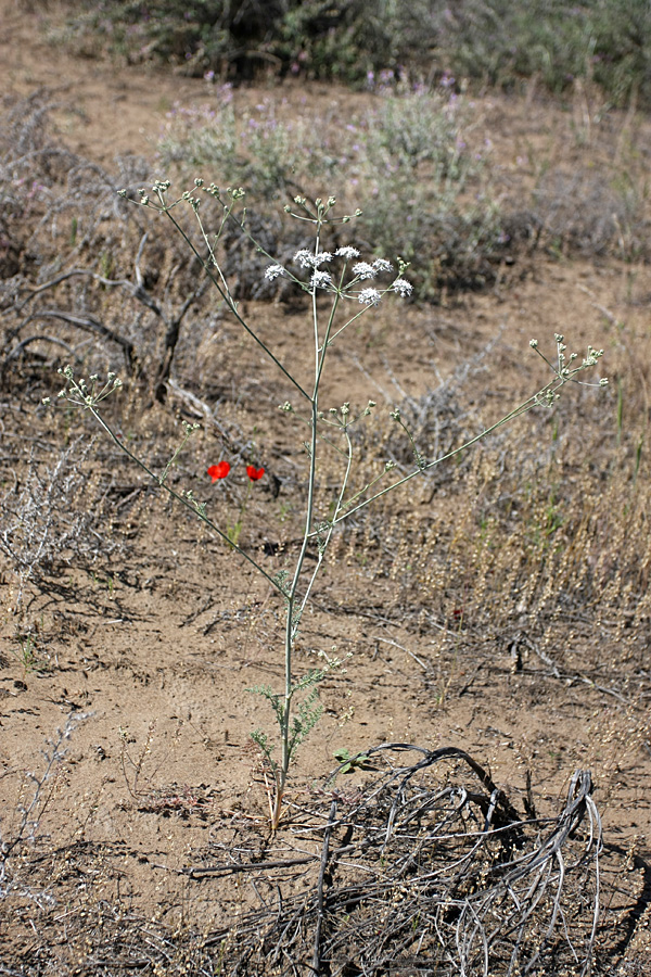 Image of Oedibasis apiculata specimen.