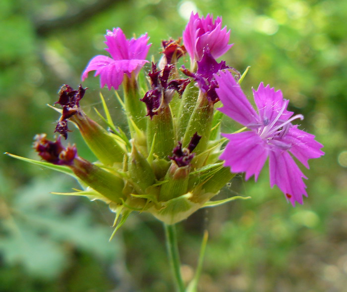 Image of Dianthus capitatus specimen.