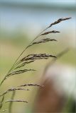 Deschampsia cespitosa