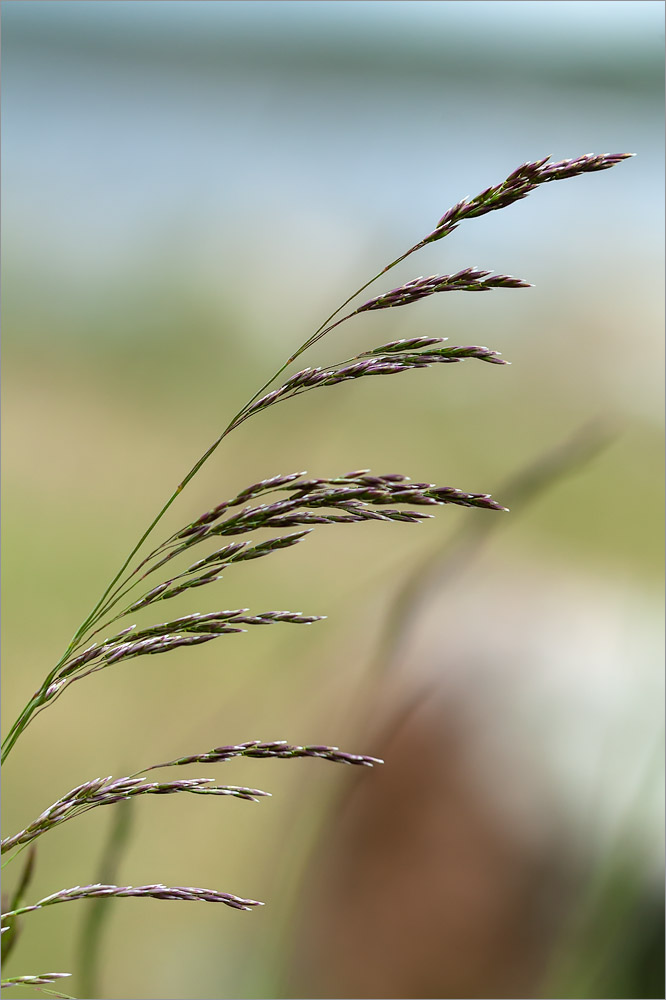 Image of Deschampsia cespitosa specimen.