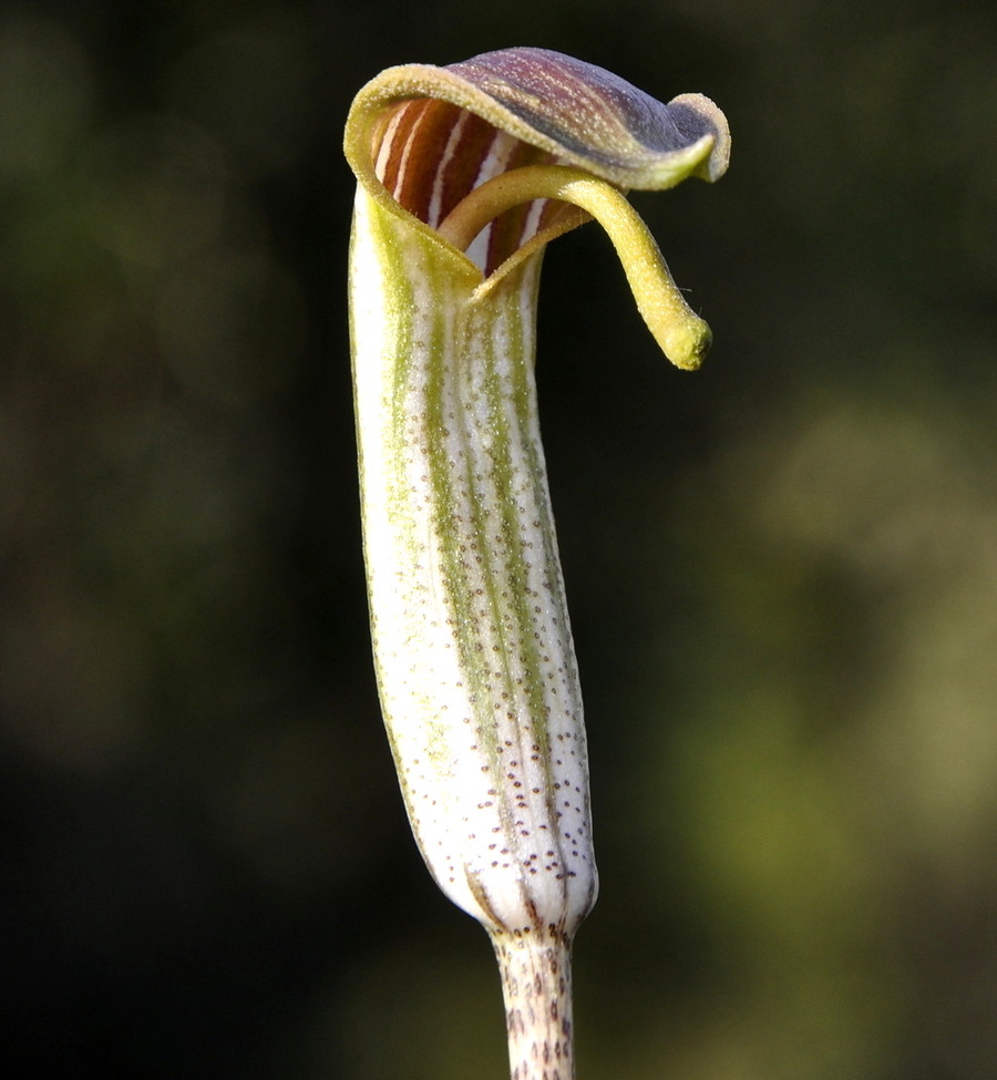 Image of Arisarum vulgare specimen.