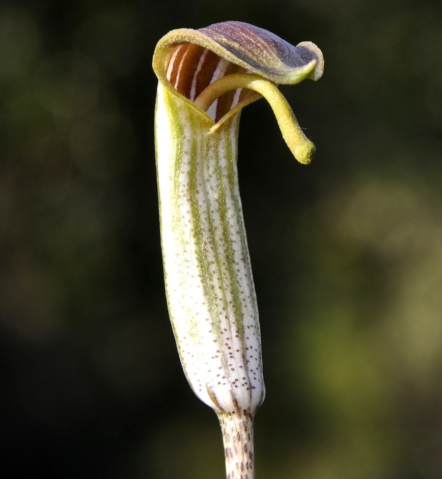 Изображение особи Arisarum vulgare.