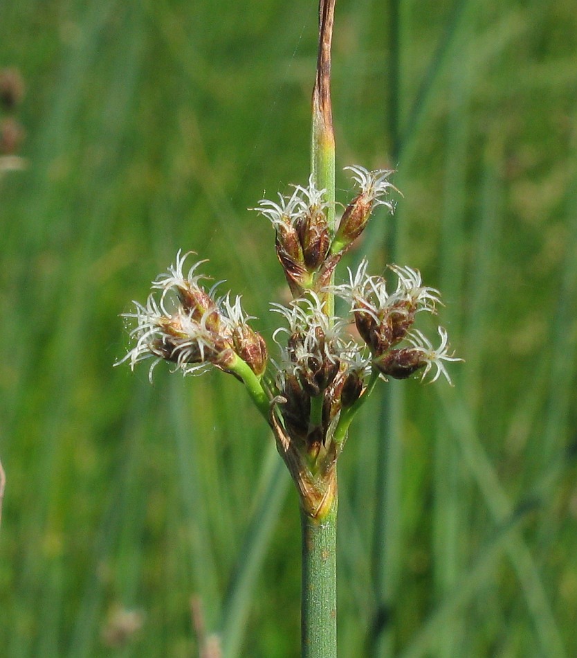 Image of Schoenoplectus lacustris specimen.