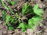 Heracleum sibiricum. Ювенильное растение. Архангельская обл., Приморский р-н, берег Никольского рукава в дельте р. Сев. Двина. 29.05.2011.