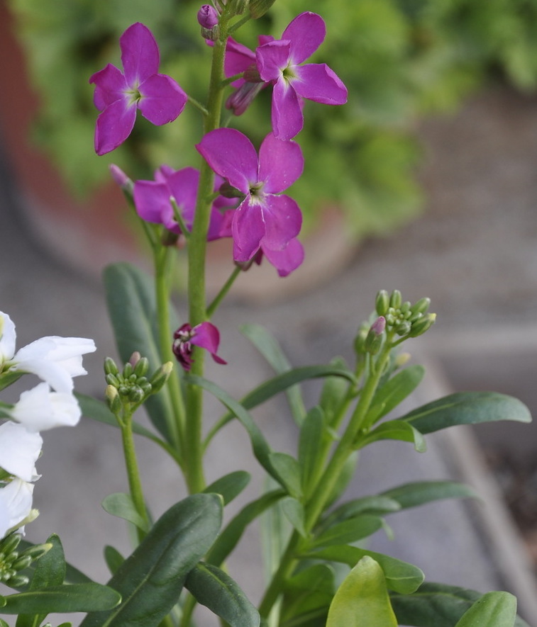 Изображение особи род Matthiola.