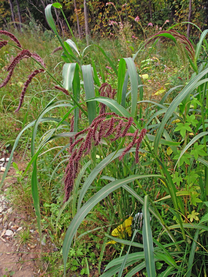 Image of Echinochloa crus-galli specimen.